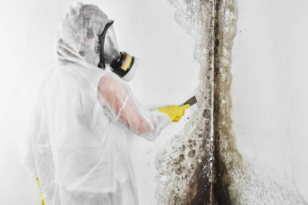 Best Fast Mold Removal  in Pemberton Heights, NJ
