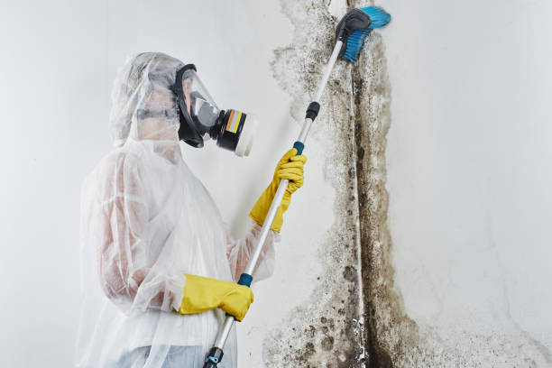 Best Local Mold Removal Service  in Pemberton Heights, NJ