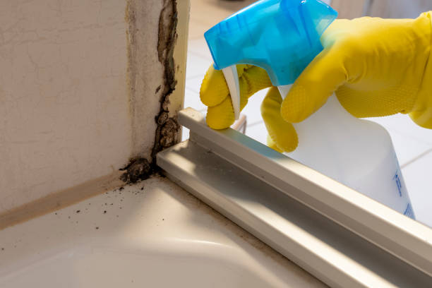 Best Emergency Mold Removal  in Pemberton Heights, NJ