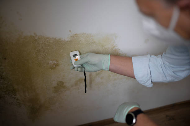 Crawl Space Mold Removal in Pemberton Heights, NJ