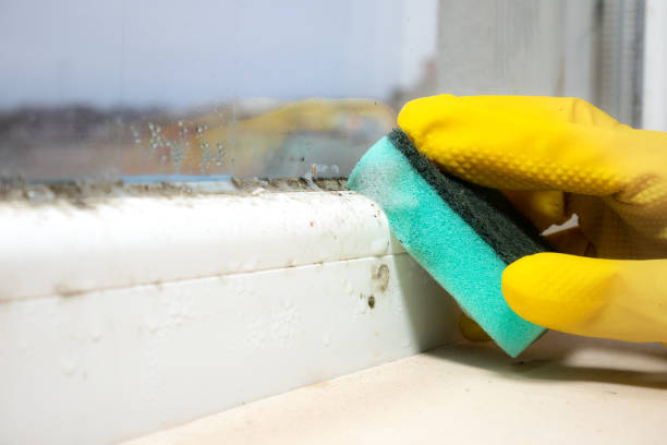 Best Mold Testing  in Pemberton Heights, NJ