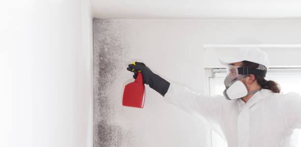 Best Fast Mold Removal  in Pemberton Heights, NJ