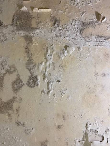 Best Home Mold Removal  in Pemberton Heights, NJ