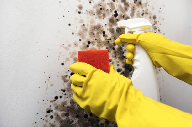 Pemberton Heights, NJ Mold Removal Company