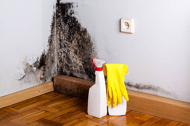 Best Residential Mold Removal  in Pemberton Heights, NJ