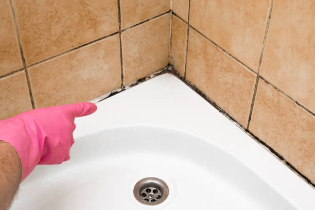 Best Office Mold Removal Services  in Pemberton Heights, NJ